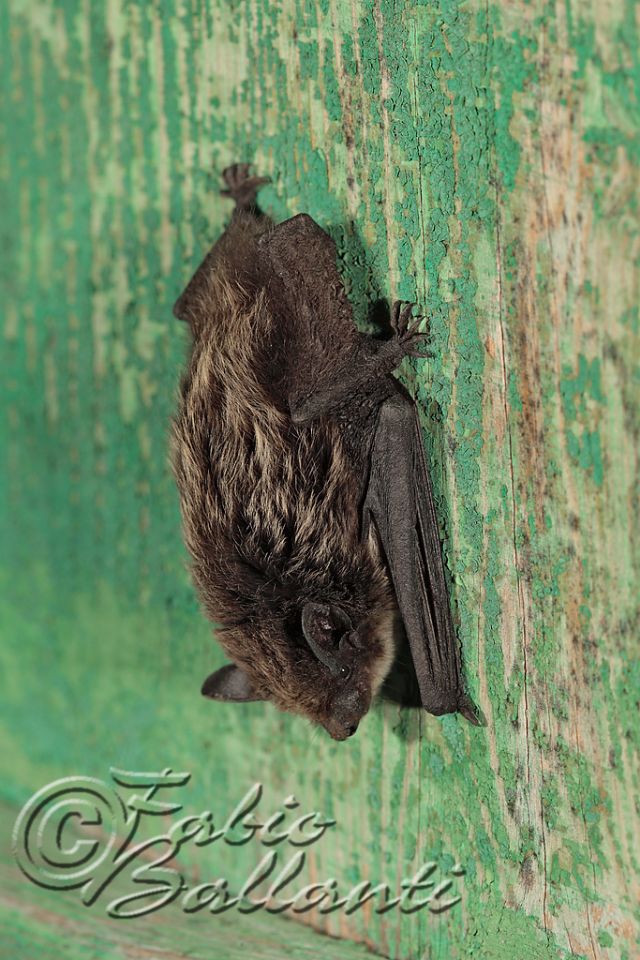 Pipistrello di Savi, Hypsugo savii